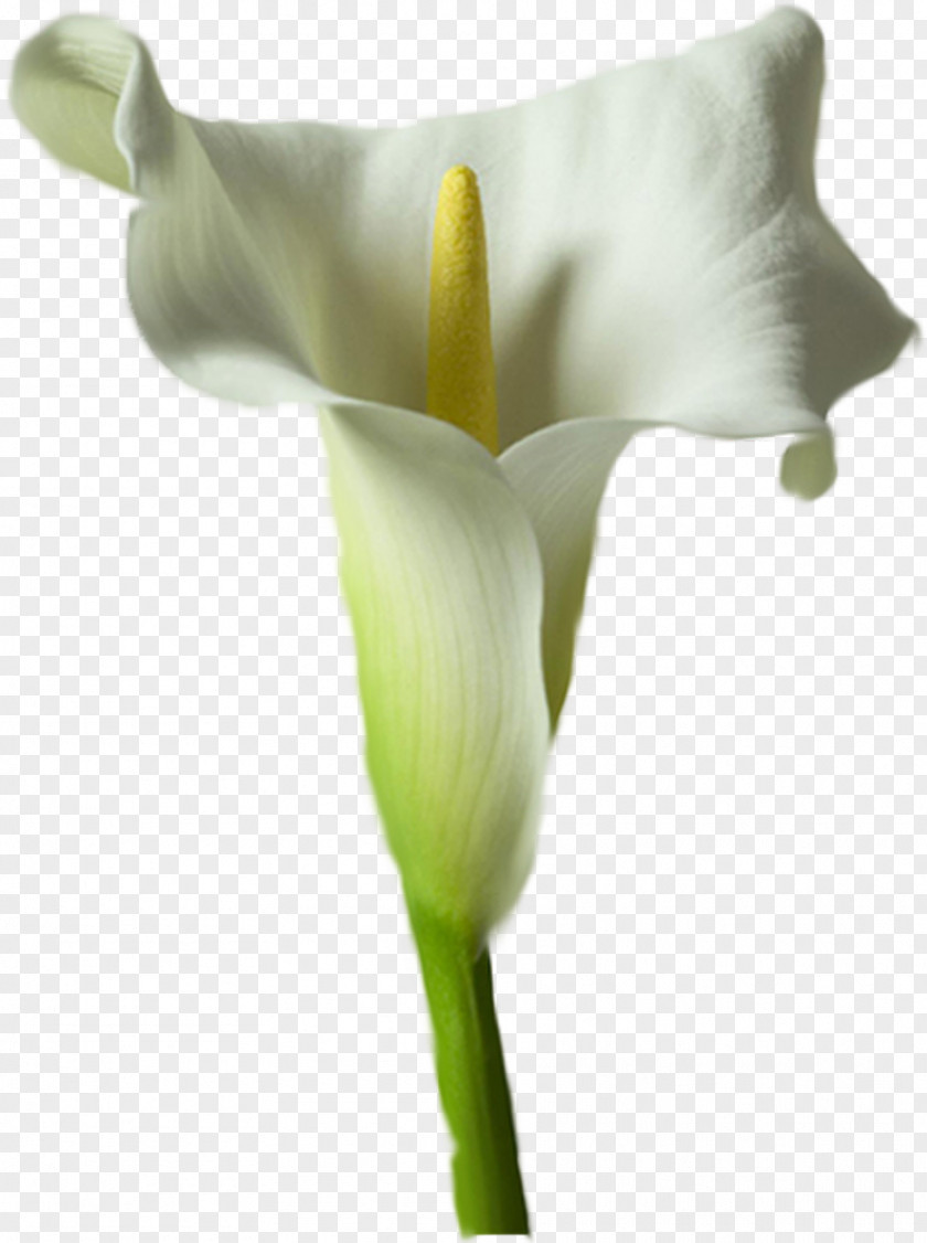 Flower Arum Lilies Arum-lily Lilium Calla PNG