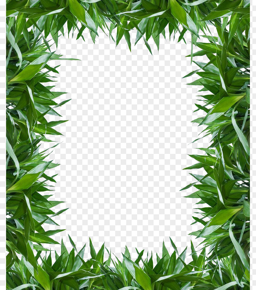 Green Leaf Lucky Bamboo HD Clips Photography Bamboe PNG