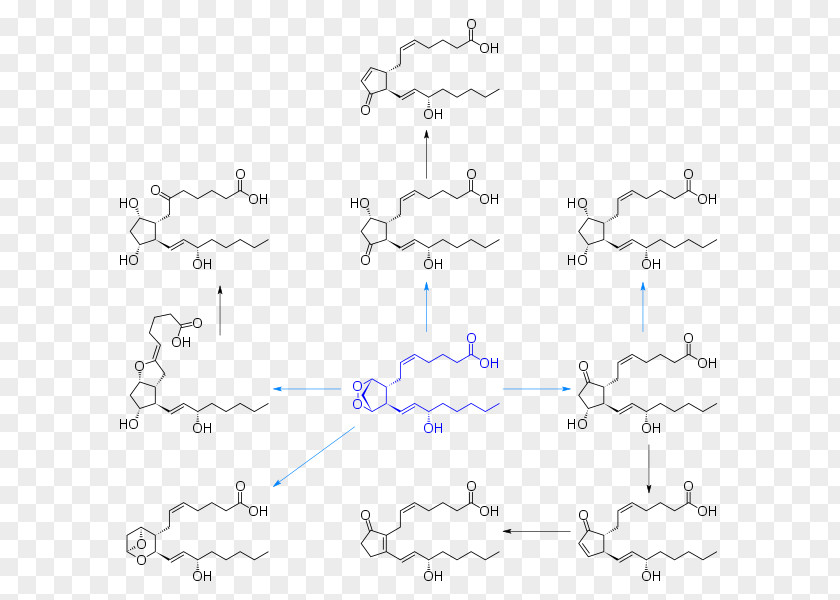 Prostaglandinendoperoxide Synthase 2 Prostanoid Prostaglandin H2 Eicosanoid Biosynthesis PNG