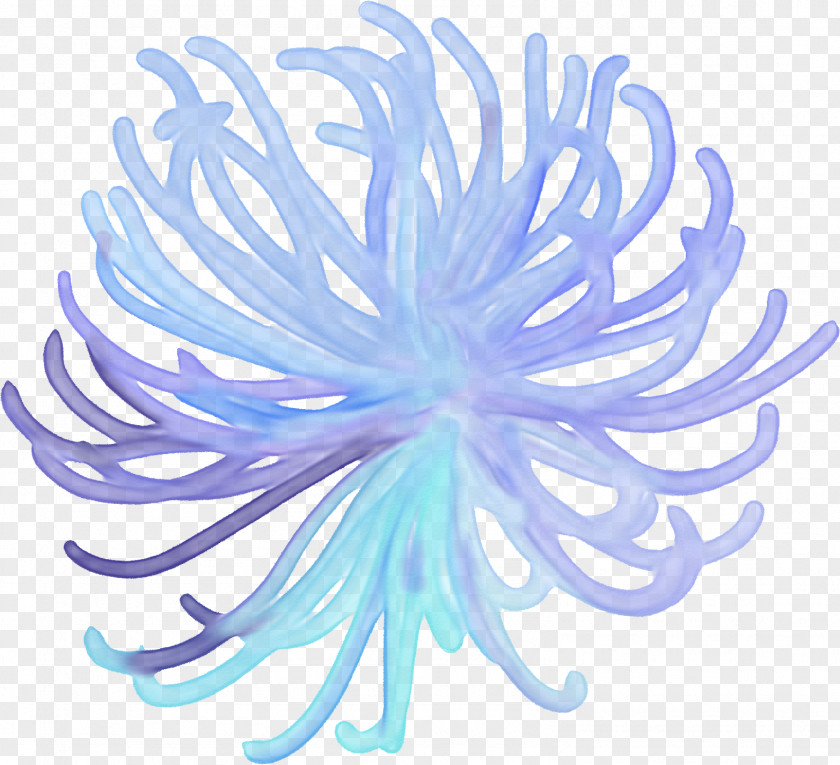 Seahorses Sea Anemone Animal Clip Art PNG