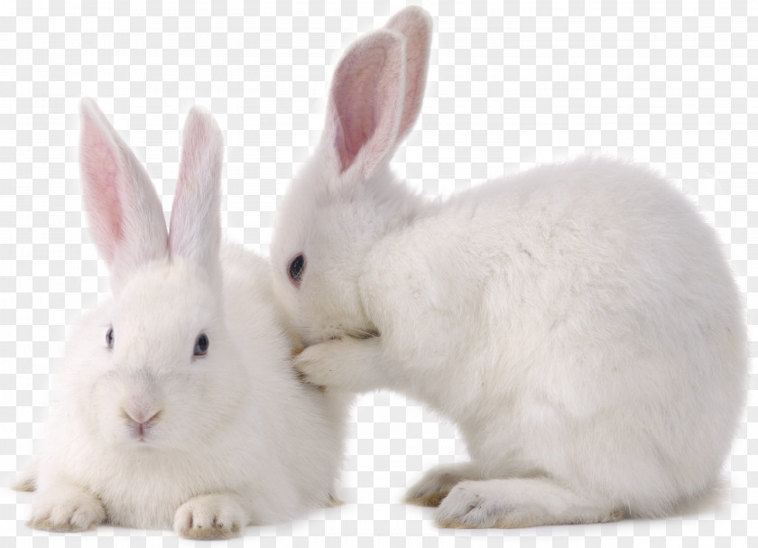 Two Little Rabbits Hare Bunnies And European Rabbit PNG