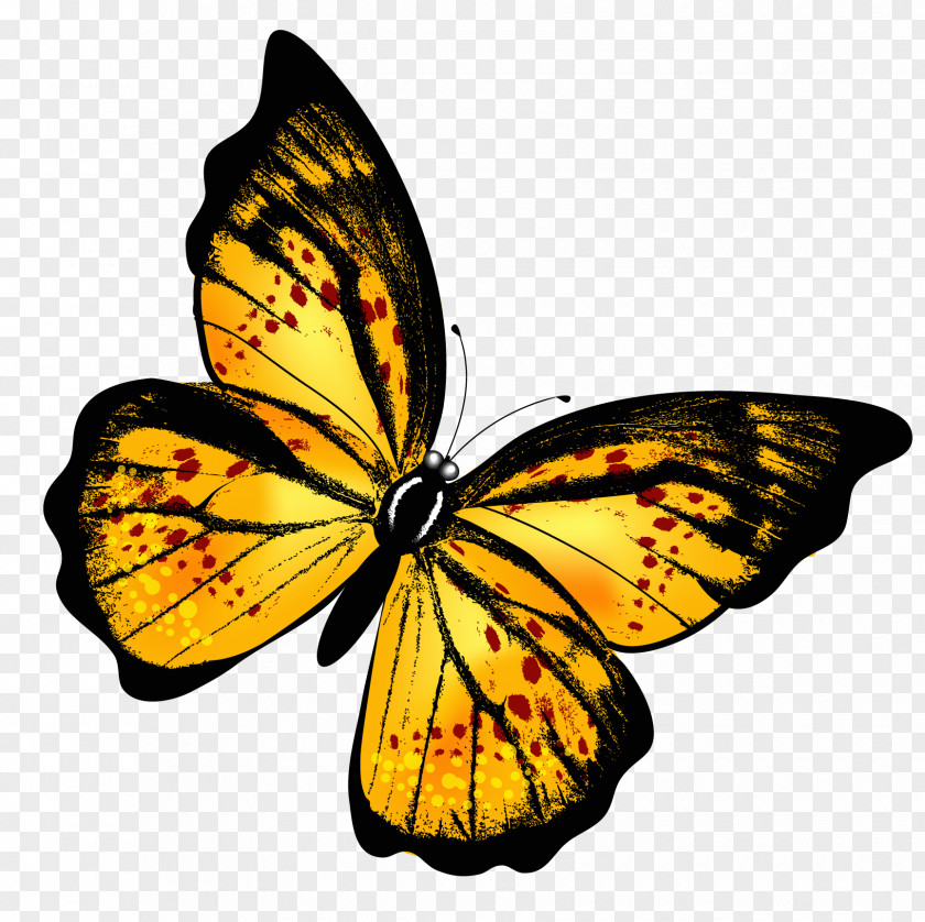 Yellow Transparent Butterfly Clipart Picture Clip Art PNG