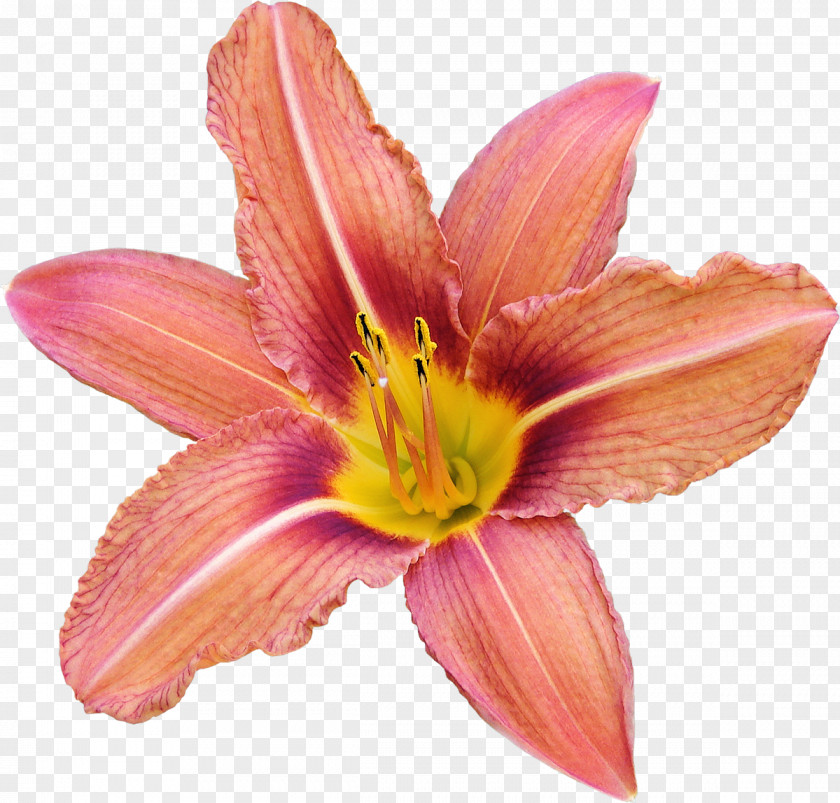 Amaryllis Cut Flowers Petal PNG