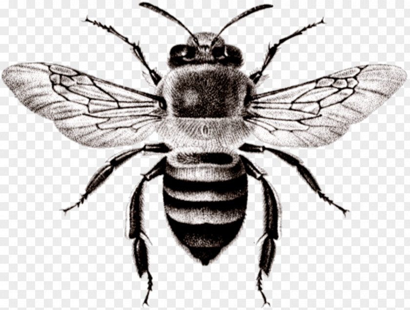 Bee Honey Amblyomma Variegatum Insect PNG