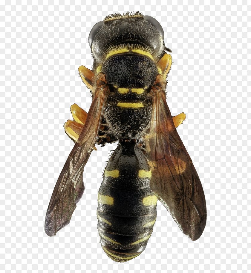 Clean Bees Homekeepers ABV Pest Control & WindowCleaning Honey Bee Hornet PNG