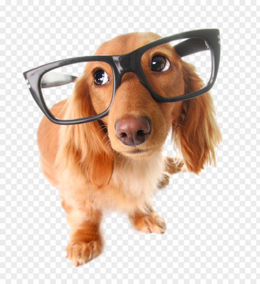 Dog With Glasses PNG with glasses clipart PNG