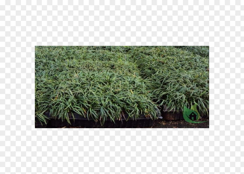 Ophiopogon Shrub Grasses NET PNG