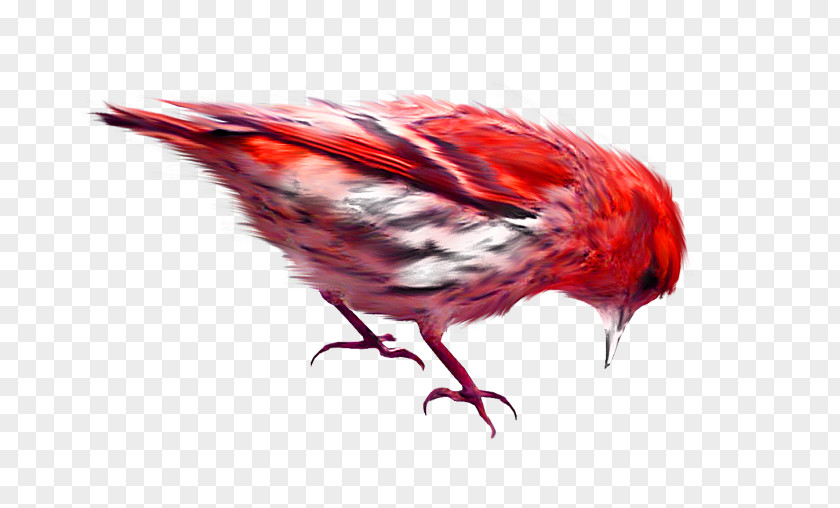 Red Little Sparrow Bird PNG
