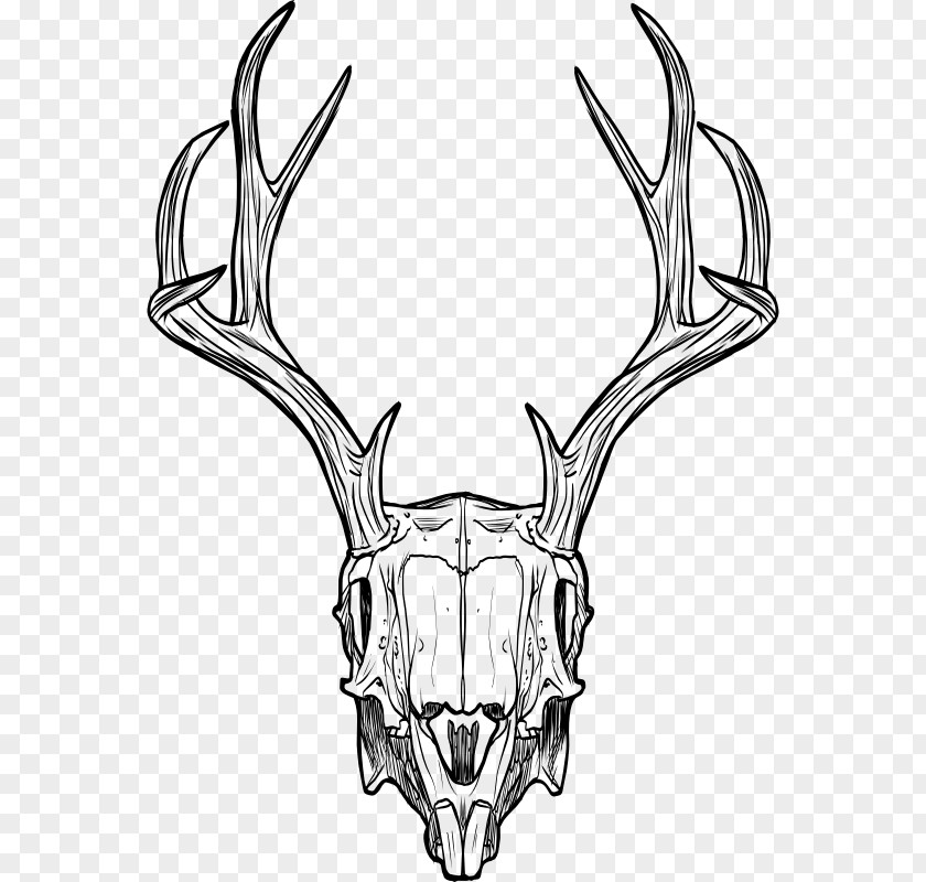 Skull Jackalope Antler Horn Drawing PNG