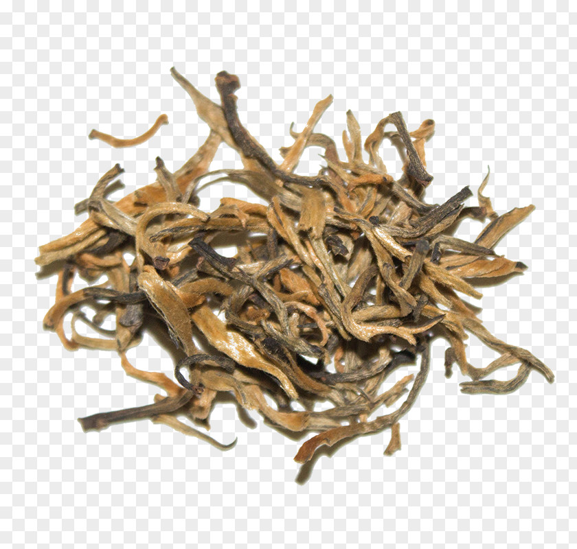 Tea Nilgiri Dianhong Golden Monkey Plant PNG