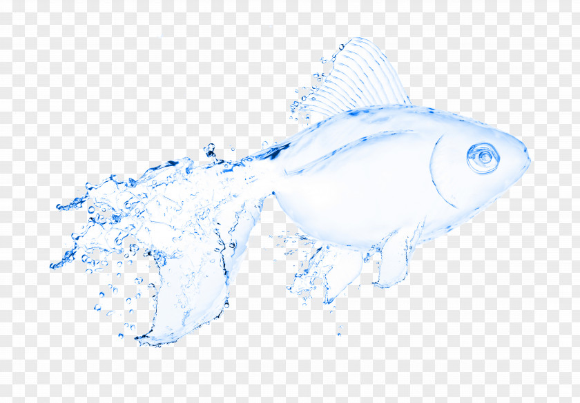 Transparent Fish Water Stock Photography Illustration PNG