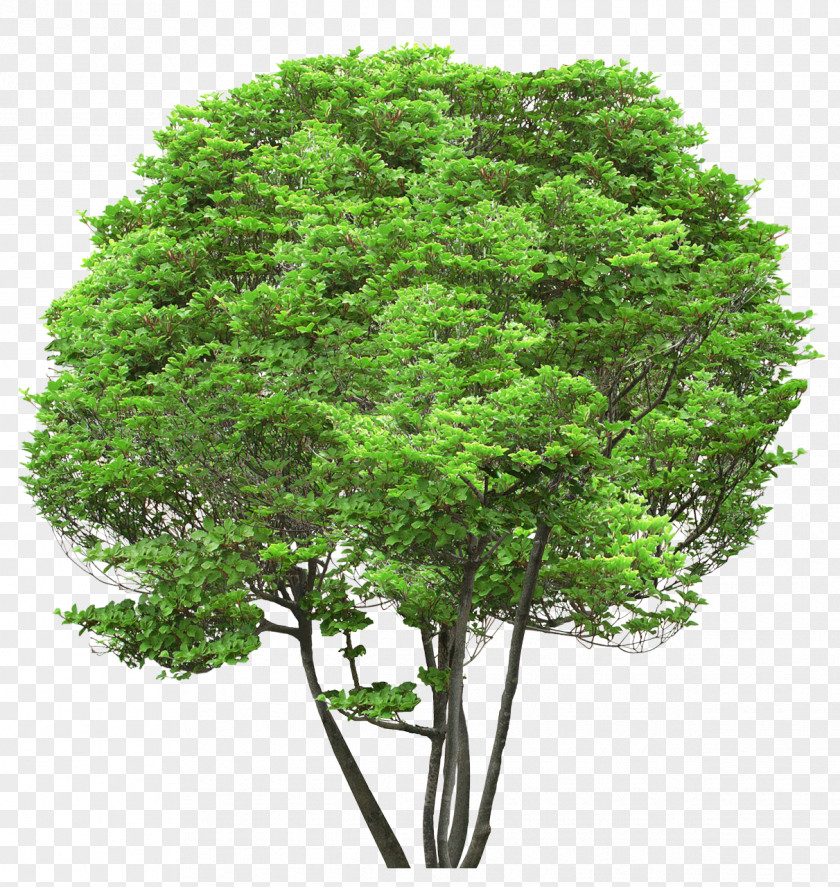 Tree Sugar Maple Hardwood Softwood Deciduous PNG