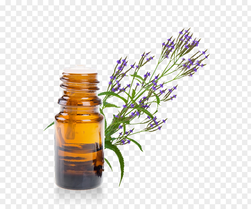 Oil Essential Herb Thymol Eucalyptus PNG