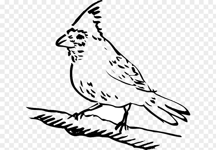 Bird Drawing Columbidae Clip Art PNG