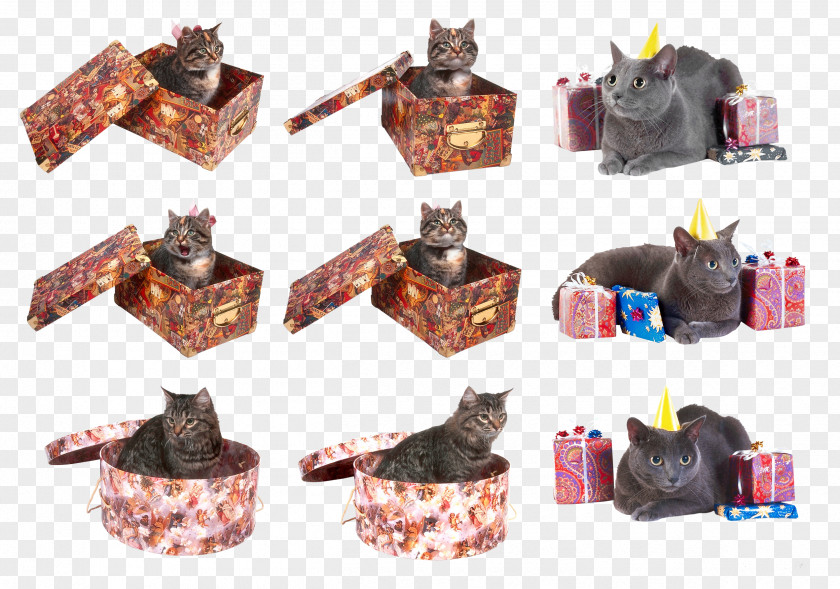 Cats Cat Kitten Clip Art PNG