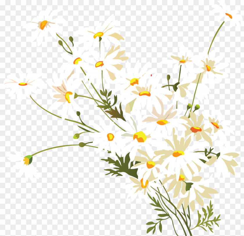 Chamomile Common Daisy Flower Clip Art PNG