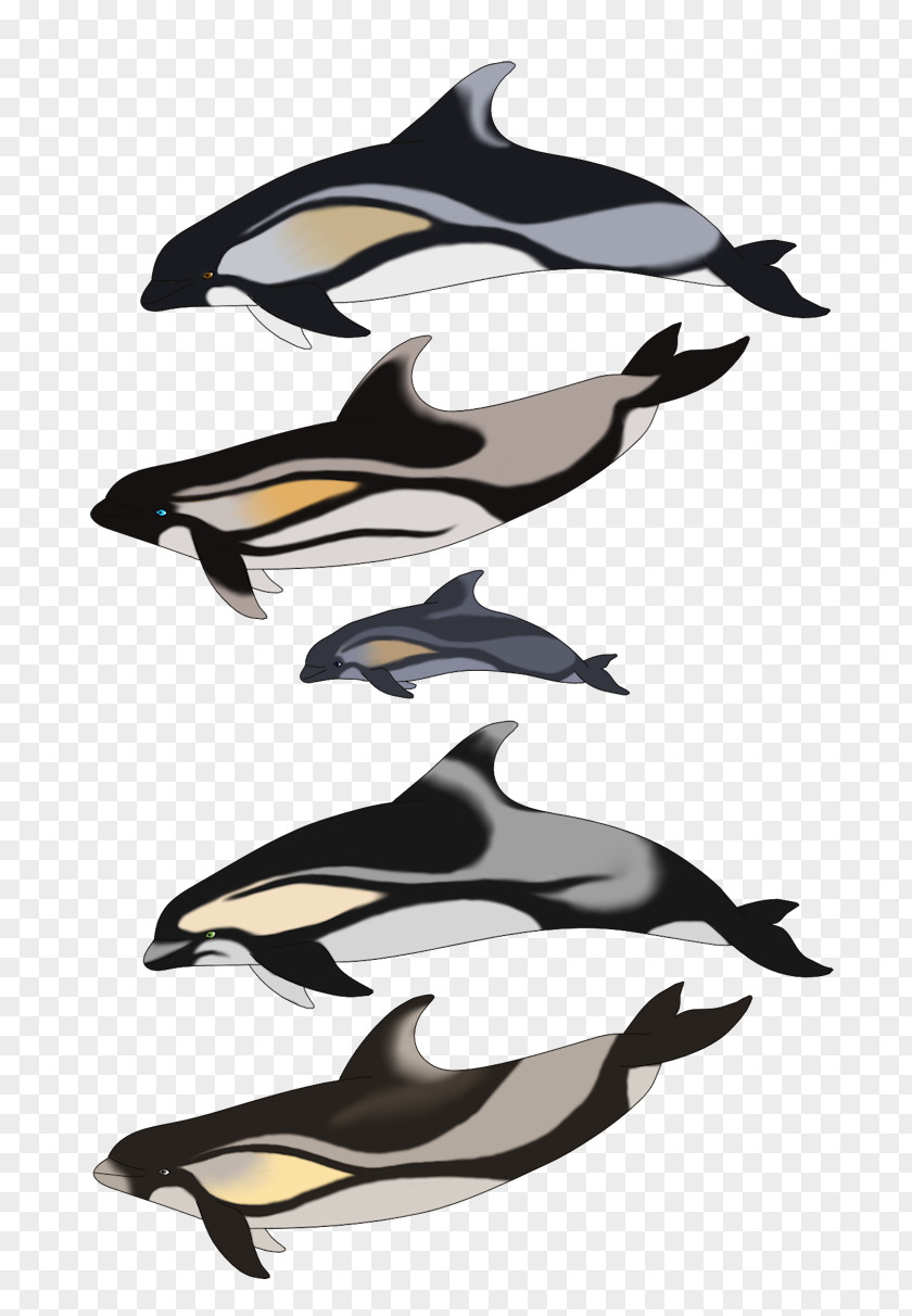 Dolphin Porpoise Killer Whale PNG