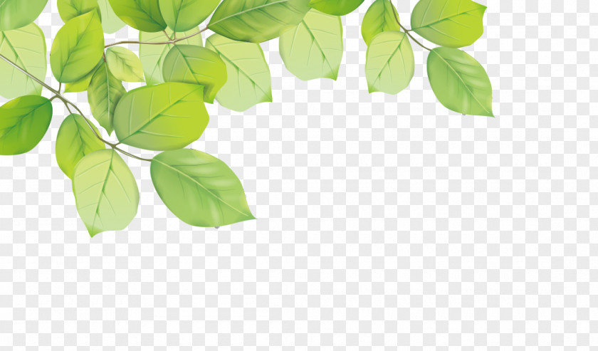 Green Leaves Decorative Material Leaf PNG