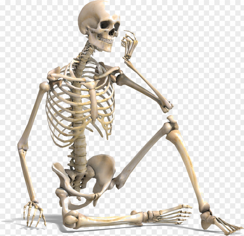 Human Skeleton Bone Density Body Vertebral Column PNG