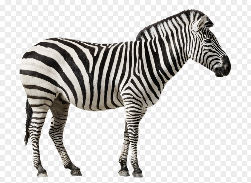 Sei Background Grant's Zebra Stock Photography Royalty-free Stock.xchng PNG