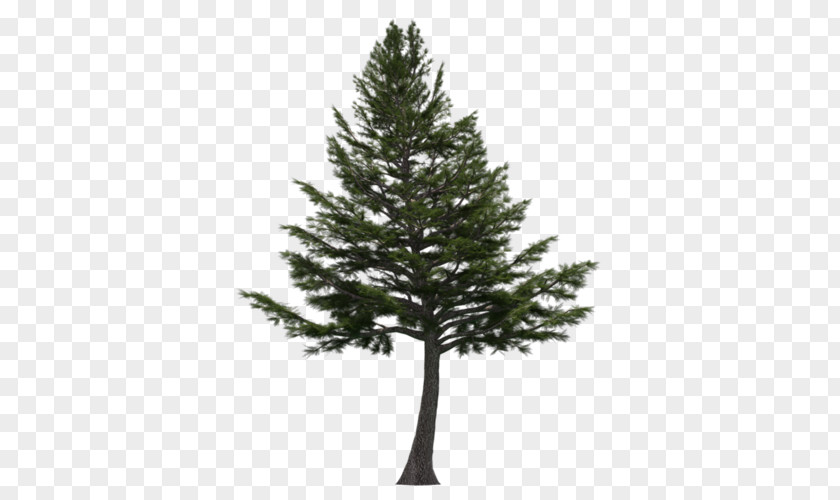 Tree Cedrus Libani Cedar Wood Lebanon PNG
