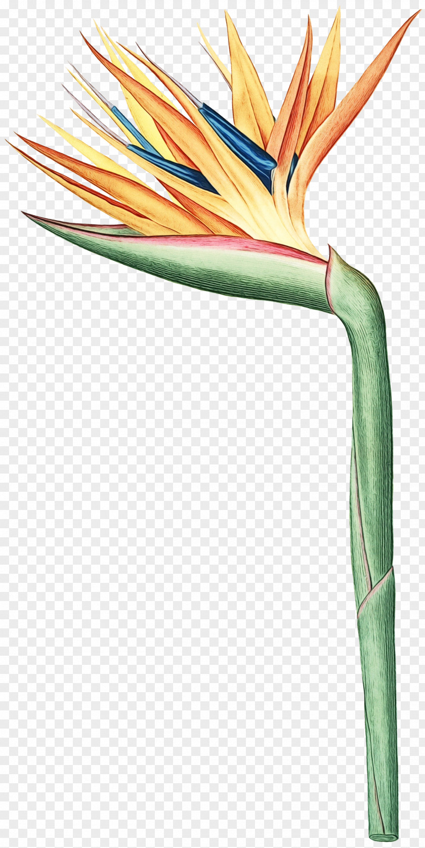 Electrical Wiring Plant Bird Of Paradise PNG