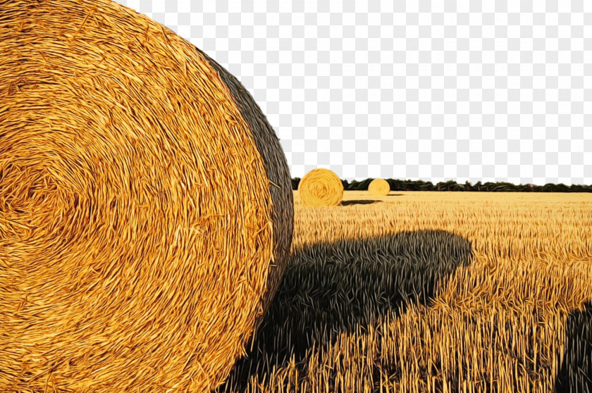 Rural Area Grass Hay Straw Field Agriculture Harvest PNG