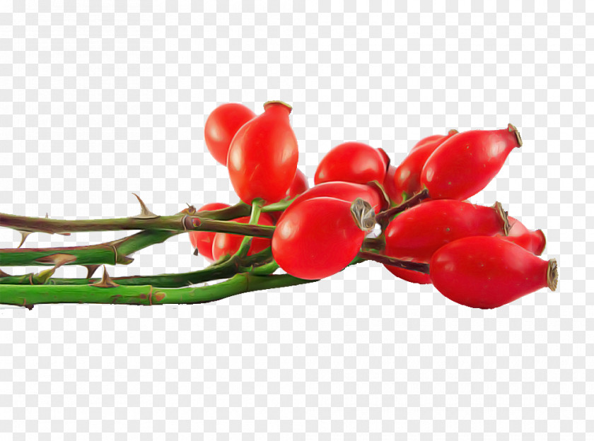 Branch Vegetable Red Plant Flower Fruit PNG