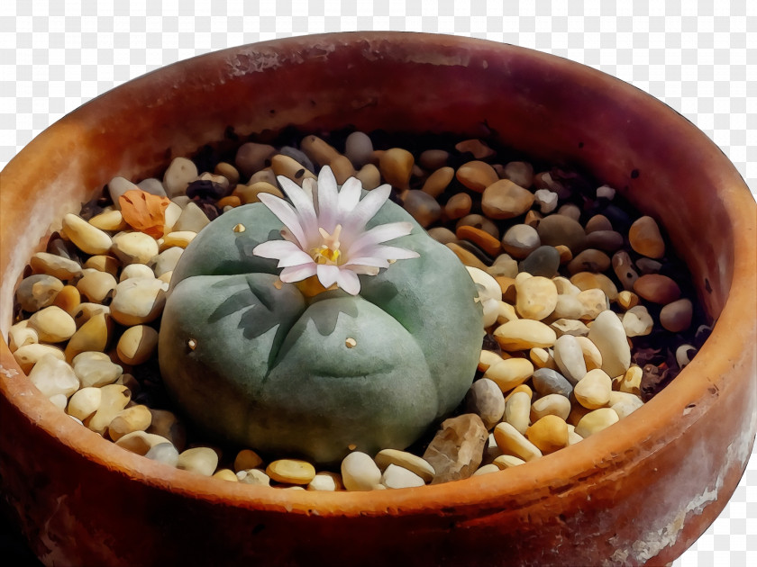 Citroën Cactus M Flowerpot PNG