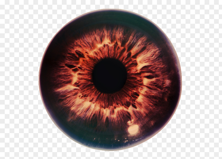 Eye Iris The Pupil Optic Nerve PNG