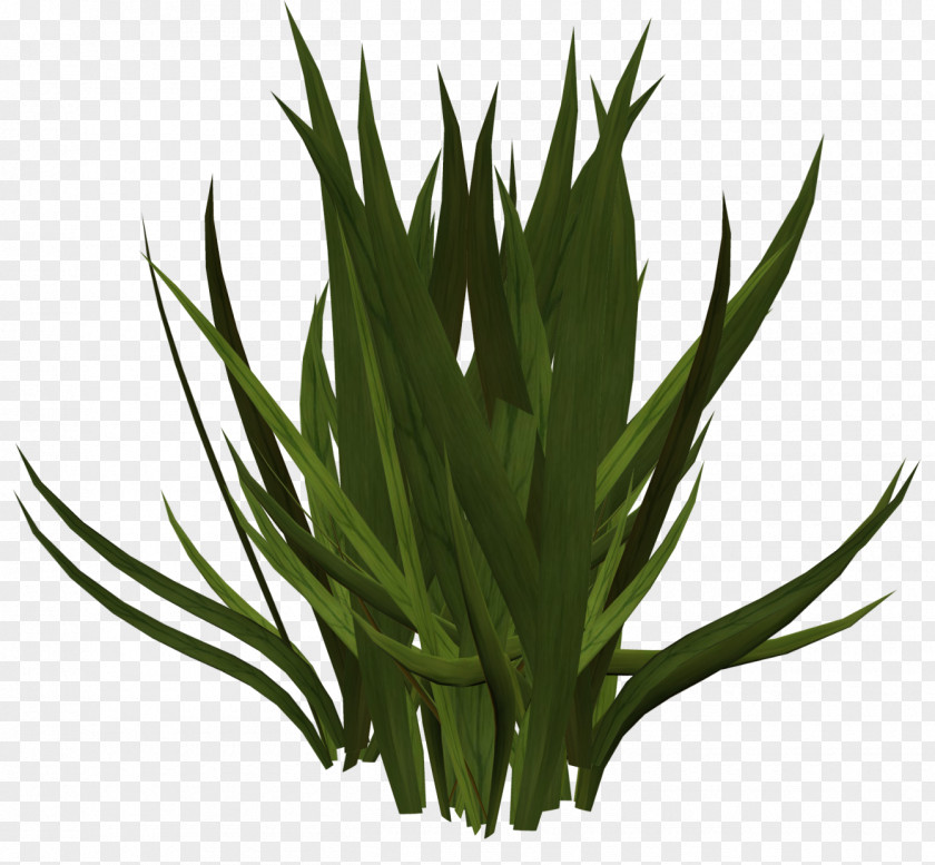 Gazania Grass Herbaceous Plant Sound Clip Art PNG