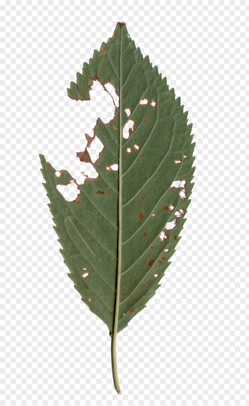 Leaf Plant Pathology PNG