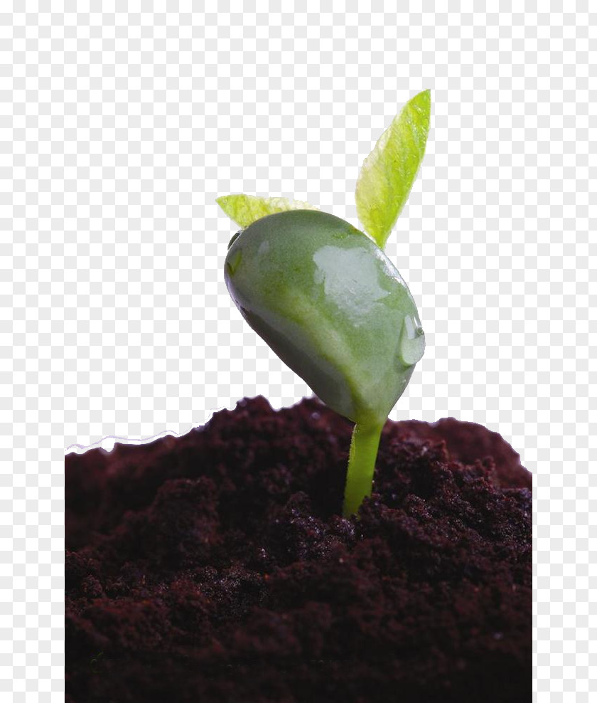 Leaf Shoot Seedling Soil Plant PNG