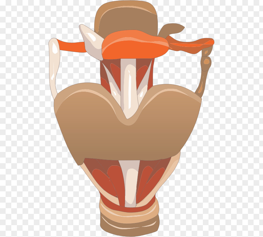 Open Box Larynx Bone Skeleton Clip Art PNG