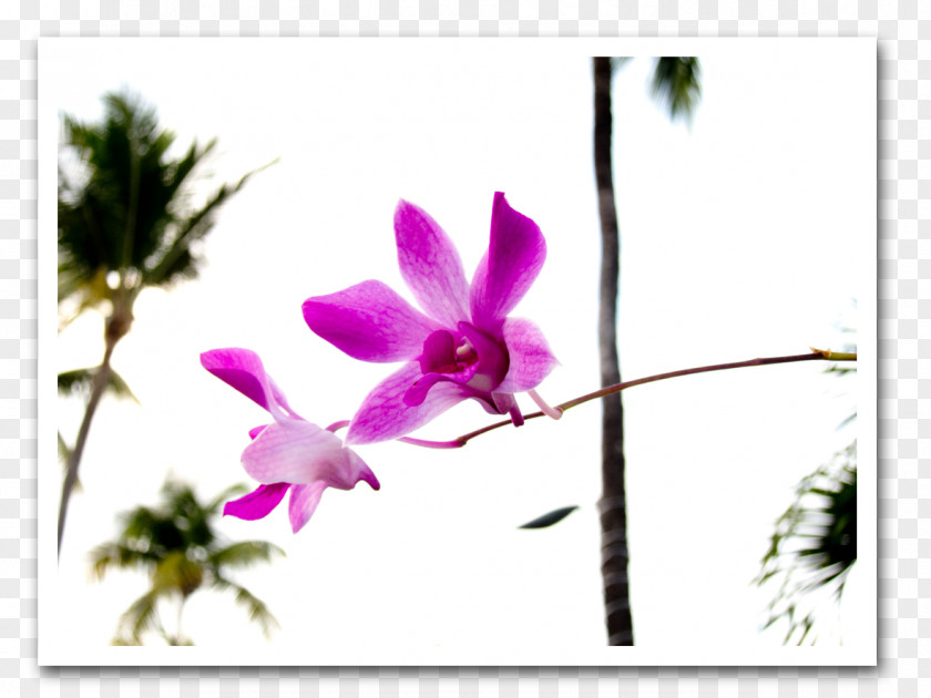 Violet Dendrobium Plant Stem Herbaceous Wildflower PNG