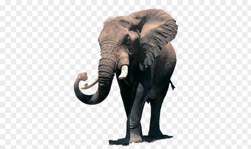 African Elephant Desktop Wallpaper Elephantidae Indian PNG