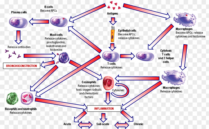 Allergy Inflammation Diagram Pathophysiology Of Asthma Anti-inflammatory PNG