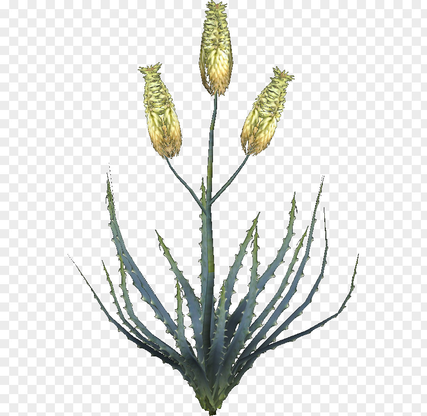 Aloe Vera Oblivion Plant Aloin Leaf PNG