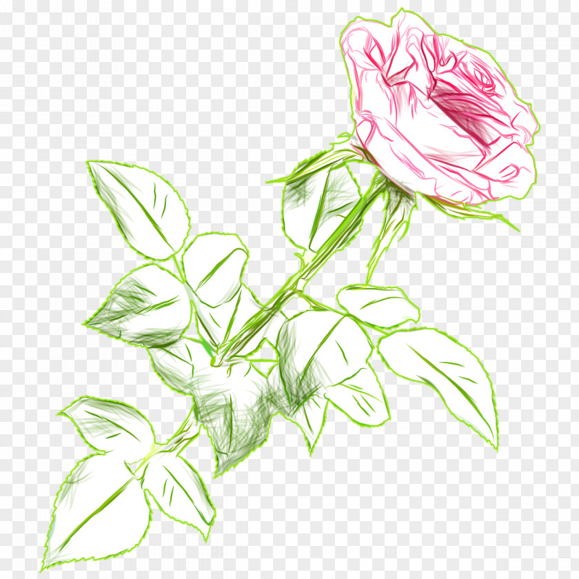 Drawn Centifolia Roses Cut Flowers Rosaceae Garden PNG