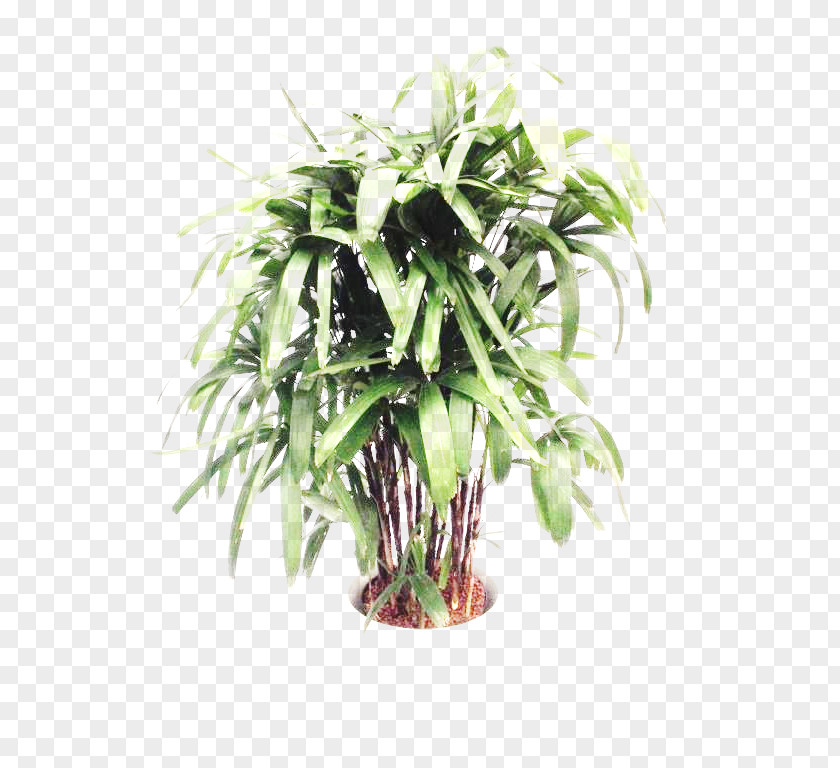 Tree Arecaceae Areca Palm Plant Stem PNG