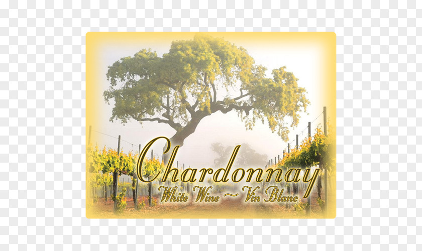 Wine Country Common Grape Vine Mural Drawing PNG