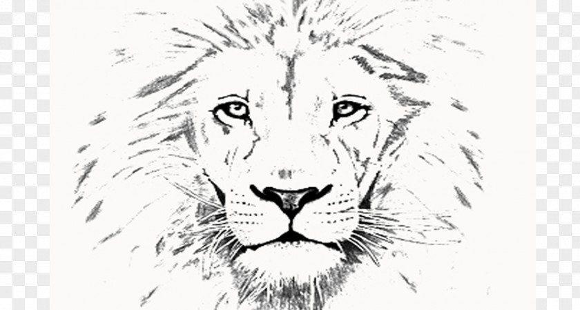 Youth Fellowship Lion Tiger Whiskers Line Art Sketch PNG