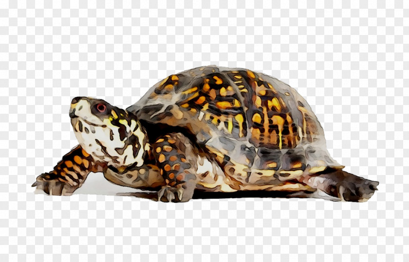 Eastern Box Turtle Reptile Three-toed Painted PNG