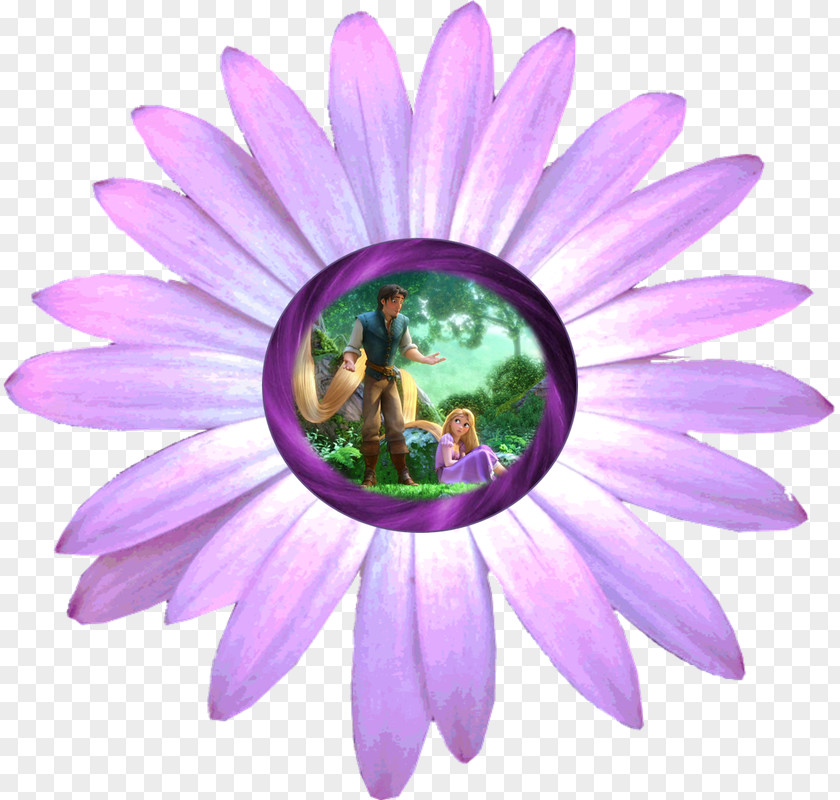 Flower Transvaal Daisy Common Clip Art PNG