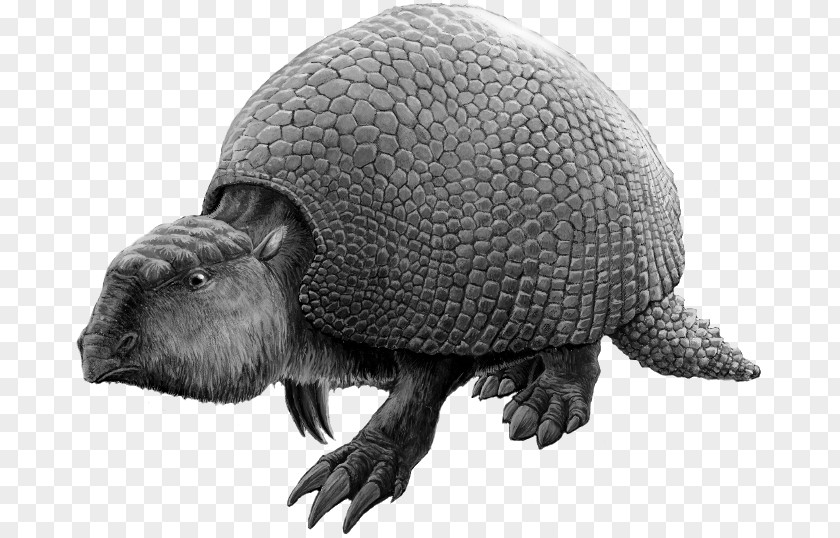 Exo Skeleton Glyptodon Turtle Exoskeleton Vertebrate Reptile PNG