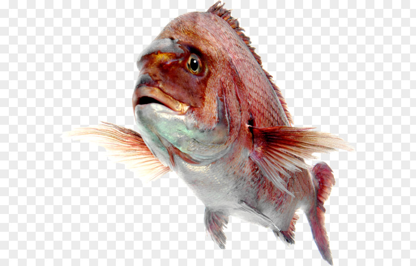 Fish Northern Red Snapper Desktop Wallpaper PNG