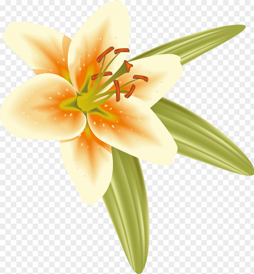 Lilly Cut Flowers Liliaceae Daylily Plant PNG