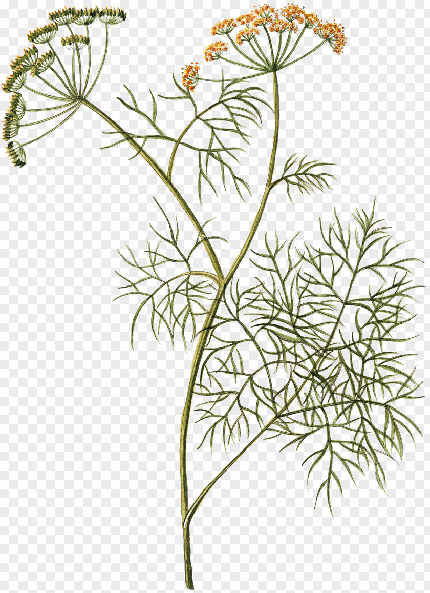 Plant Dill Herb Cow Parsley Fennel PNG