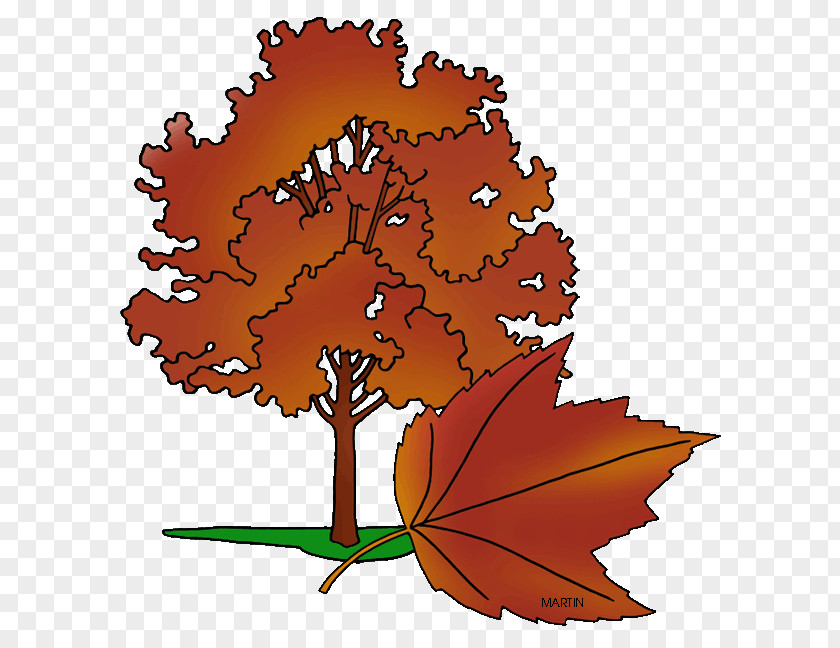 Tree Rhode Island Clip Art Image Red Maple PNG
