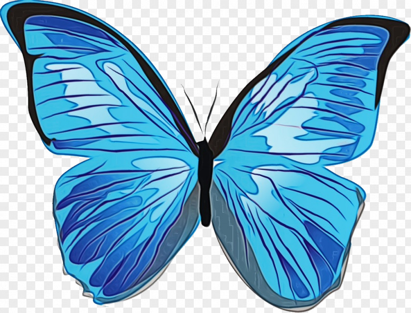 Butterflies Menelaus Blue Morpho Insects Icon PNG
